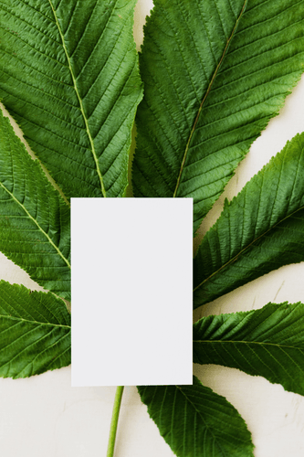 Business Card Mockup On Leaf