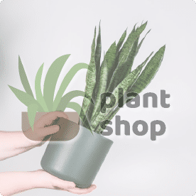 Use your transparent background image